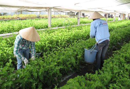 Xuất khẩu lao động Nhật Bản ngành nông nghiệp